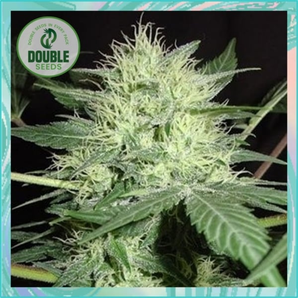 Northern Lights Auto Feminized Cannabis Seeds By Double Seeds